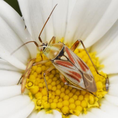 Réf. 341 210 : Calocoris roseomaculatus