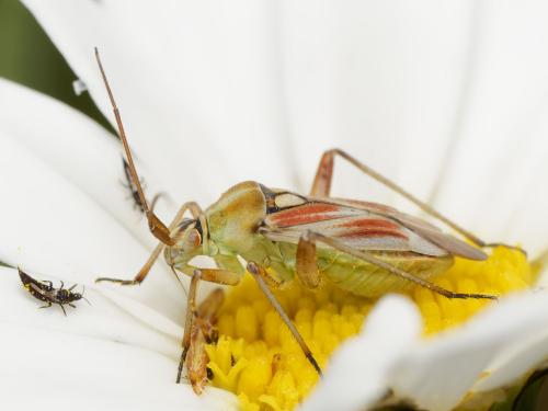 Réf. 341 211 : Calocoris roseomaculatus
