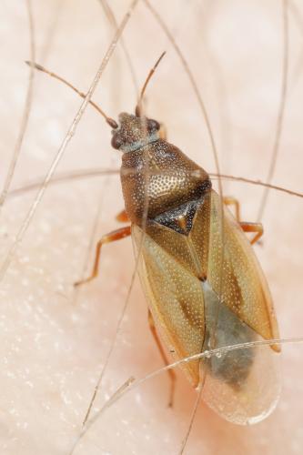Réf. 341 311 : Cymus glandicolor