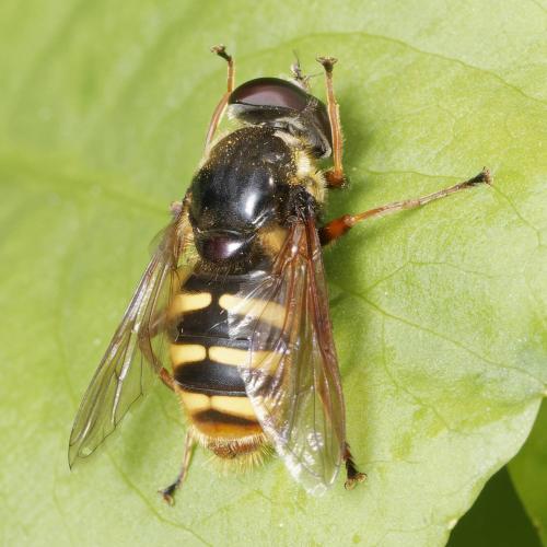 Sericomyia silentis