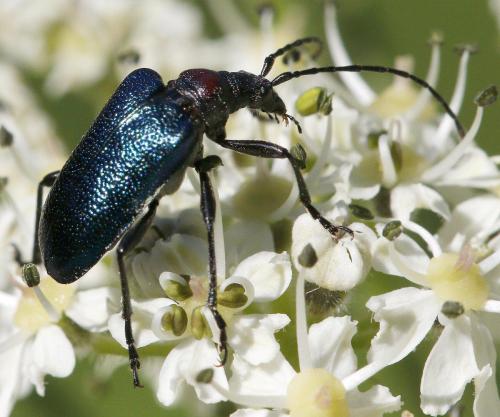 Gaurotes virginea