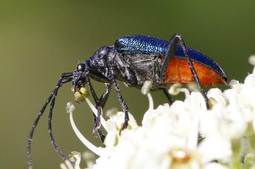 Gaurotes virginea