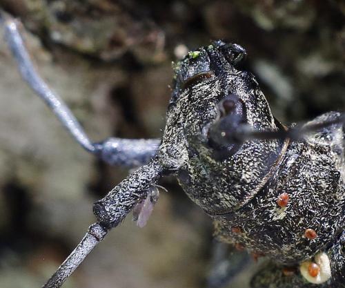 Atrichopogon sp.