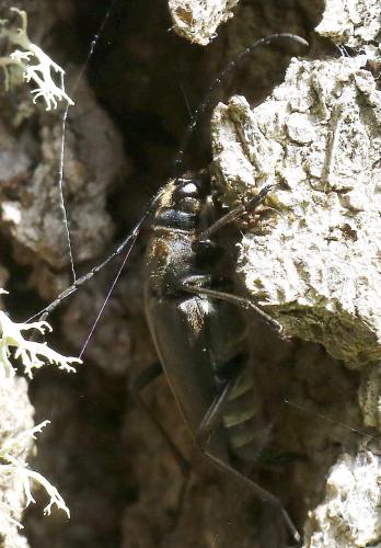 Réf. 341 332 : Anastrangalia sp.