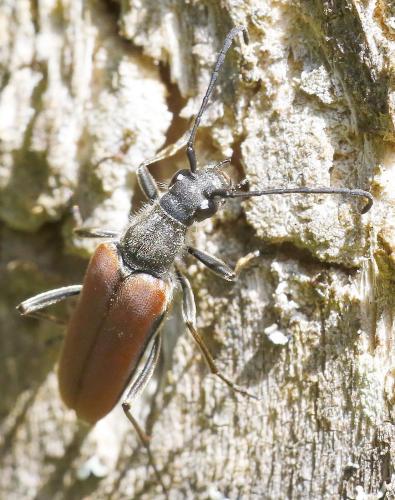 Réf. 341 398 : Anastrangalia sp.