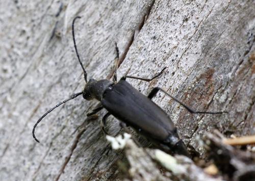 Anastrangalia dubia