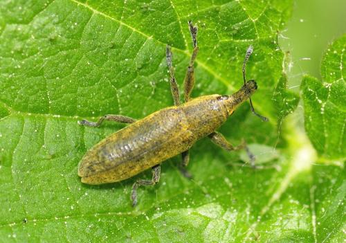 Réf. 341 382 : Lixus sp.