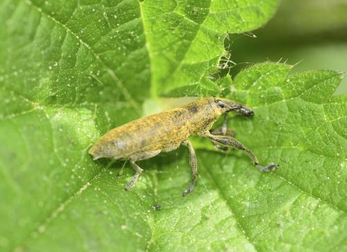 Réf. 341 383 : Lixus sp.