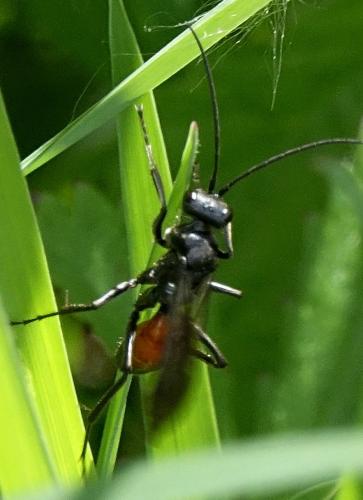 Priocnemis sp.