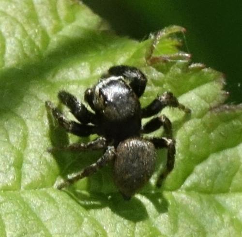 Evarcha arcuata
