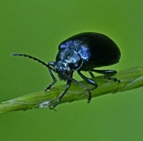 Réf. 341 832 : Agelastica alni