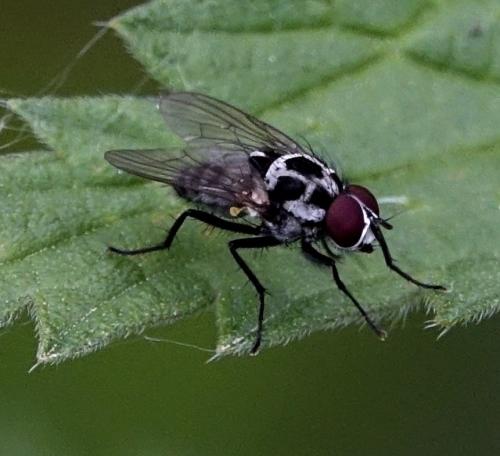 Réf. 341 964 : Anthomyia procellaris