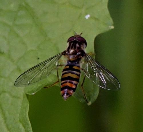 Episyrphus balteatus