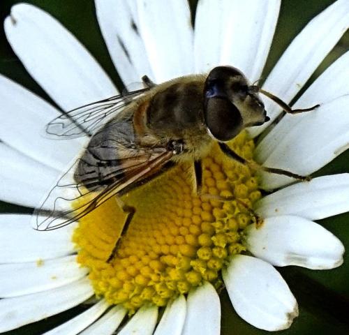 Réf. 341 913 : Eristalis similis