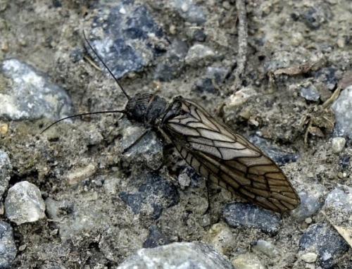 Sialis sp.
