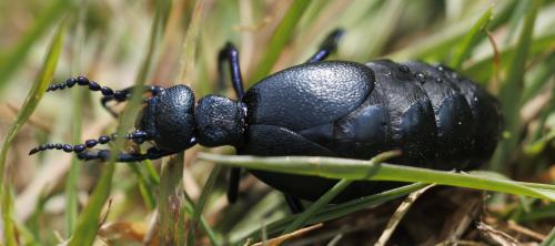 Meloe proscarabaeus