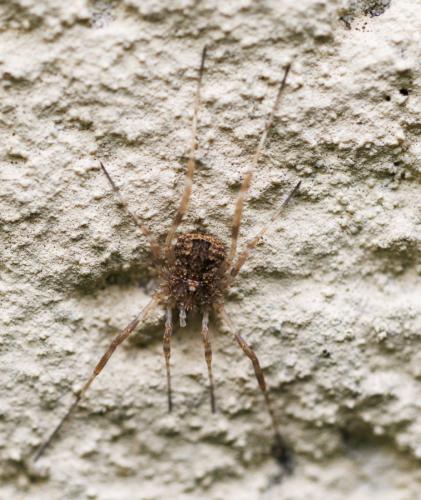 Odiellus spinosus