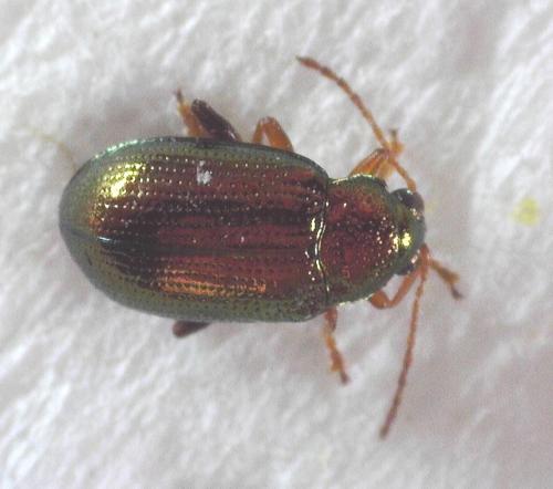 Réf. 341 519 : Crepidodera aurea