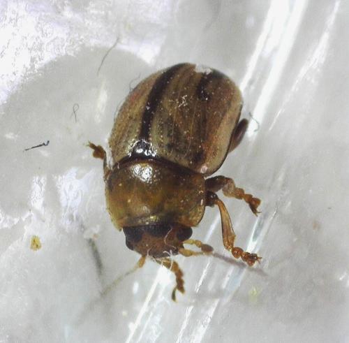 Gonioctena olivacea