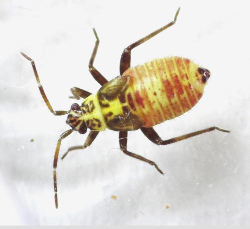 Rhabdomiris striatellus