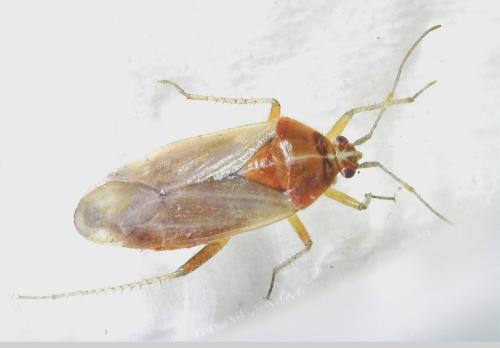 Harpocera thoracica
