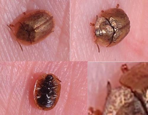 Réf. 341 894 : Hypocassida subferruginea