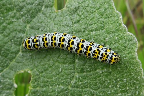 Réf. 341 867 : Cucullia verbasci