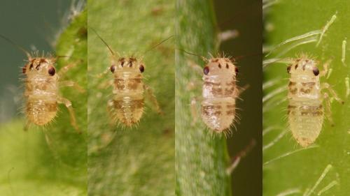Agallia consobrina