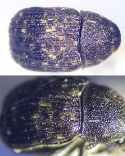 Réf. 341 334 : Anthribus nebulosus