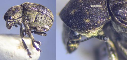 Réf. 341 333 : Anthribus nebulosus
