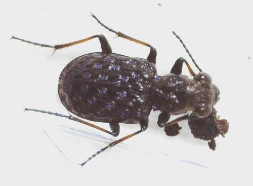 Réf. 341 888 : Elaphrus cupreus