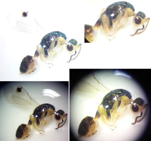Bootanomyia (almusiensis-dorsalis)
