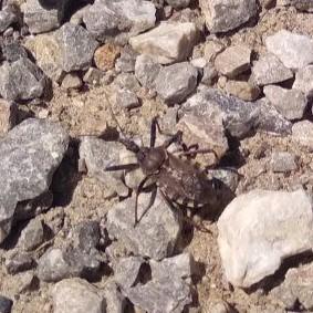 Réf. 341 972 : Rhynocoris sp.