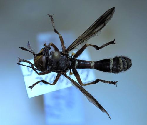 Physocephala rufipes