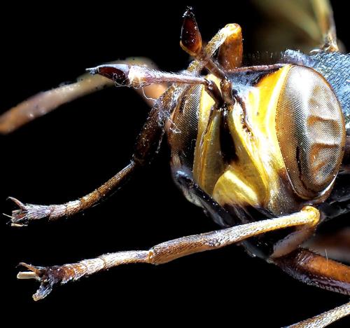 Physocephala rufipes