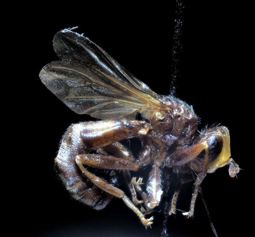 Sicus ferrugineus