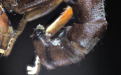 Sicus ferrugineus