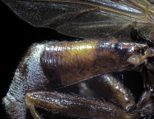 Sicus ferrugineus