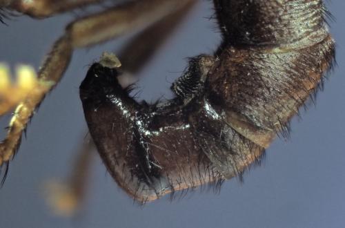 Sicus ferrugineus