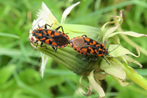 Réf. 341 754 : Spilostethus saxatilis