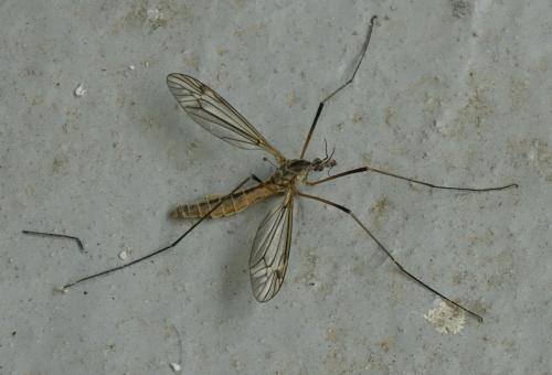 Tipula vernalis