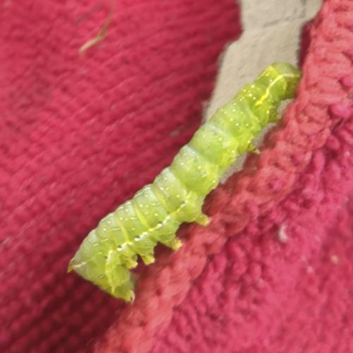 Amphipyra pyramidea