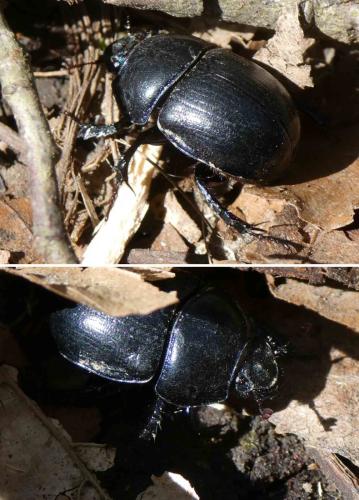 Anoplotrupes stercorosus