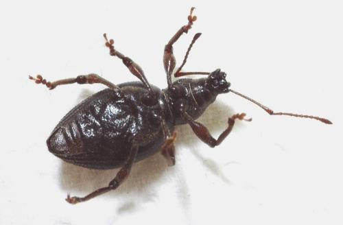Réf. 341 350 : Otiorhynchus aurifer