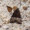 341338 – Photo : Mathurin CARNET – France (58)