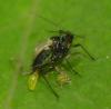 341696 – Photo : Denis Poirier – France (74)