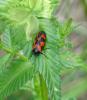 341805 – Photo : Centelles – France (47)