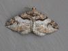 341776 – Photo : Georges Vermelle – France (62)