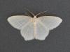 341441 – Photo : Georges Vermelle – France (62)