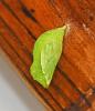 341466 – Photo : Oryctes – France (59)